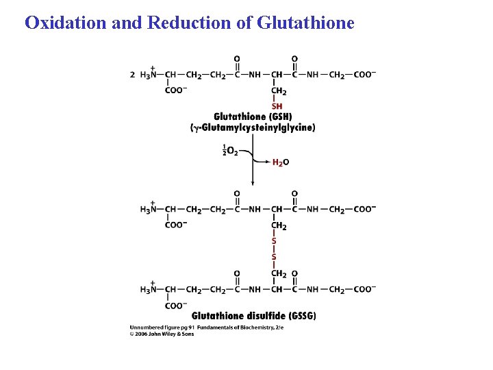 Oxidation and Reduction of Glutathione 