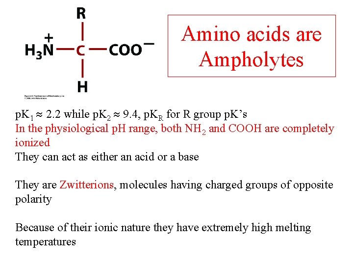 Amino acids are Ampholytes p. K 1 2. 2 while p. K 2 9.
