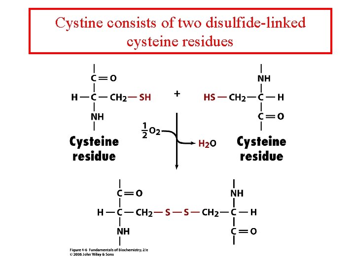 Cystine consists of two disulfide-linked cysteine residues 