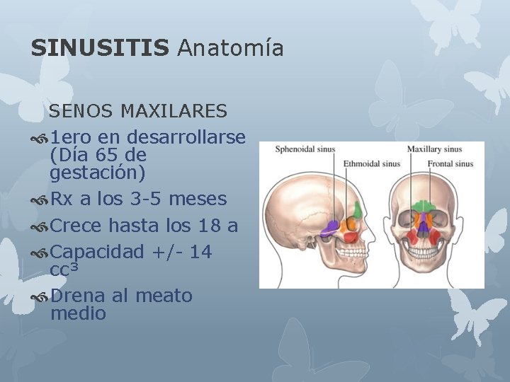SINUSITIS Anatomía SENOS MAXILARES 1 ero en desarrollarse (Día 65 de gestación) Rx a