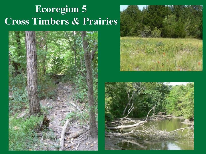 Ecoregion 5 Cross Timbers & Prairies 