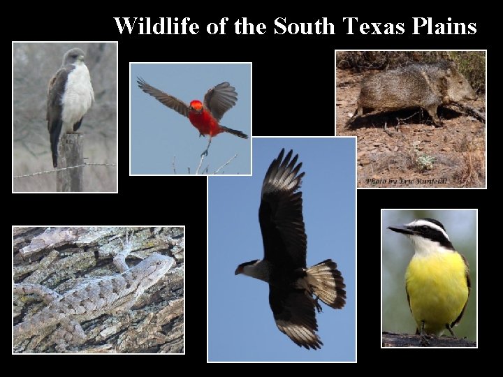 Wildlife of the South Texas Plains 