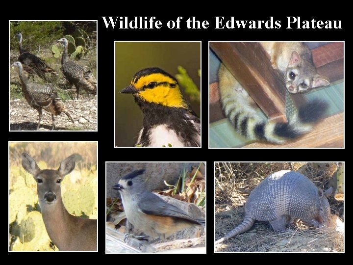 Wildlife of the Edwards Plateau 