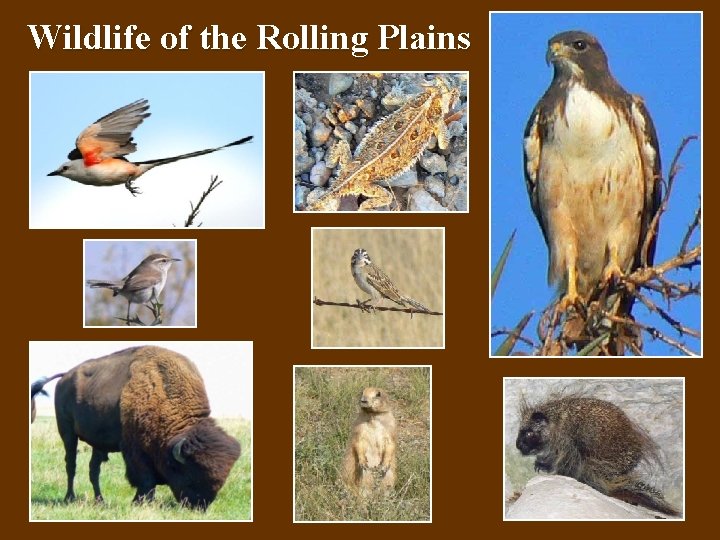 Wildlife of the Rolling Plains 
