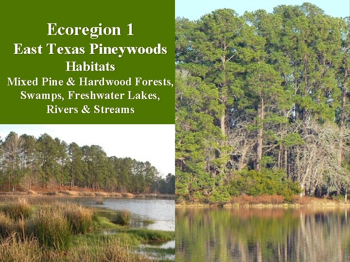 Ecoregion 1 East Texas Pineywoods Habitats Mixed Pine & Hardwood Forests, Swamps, Freshwater Lakes,