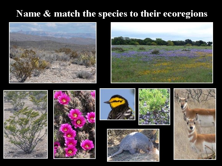 Name & match the species to their ecoregions 