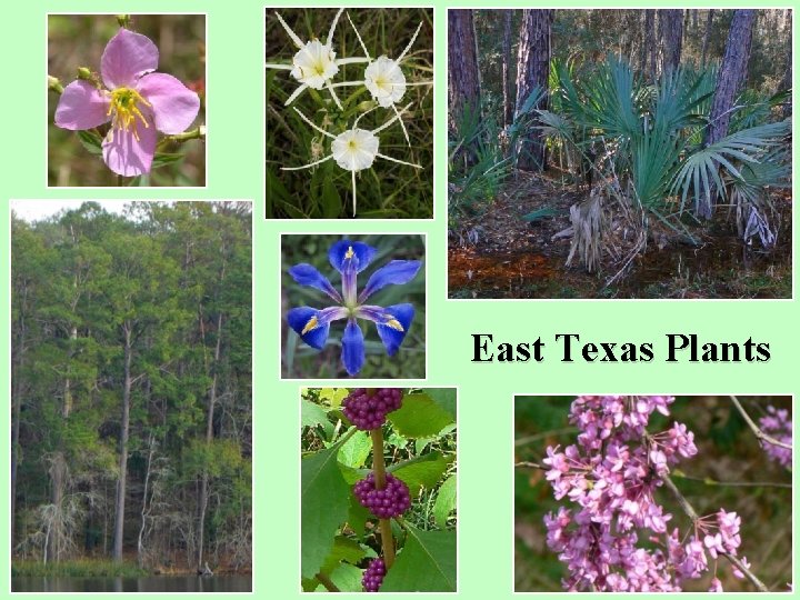 East Texas Plants 