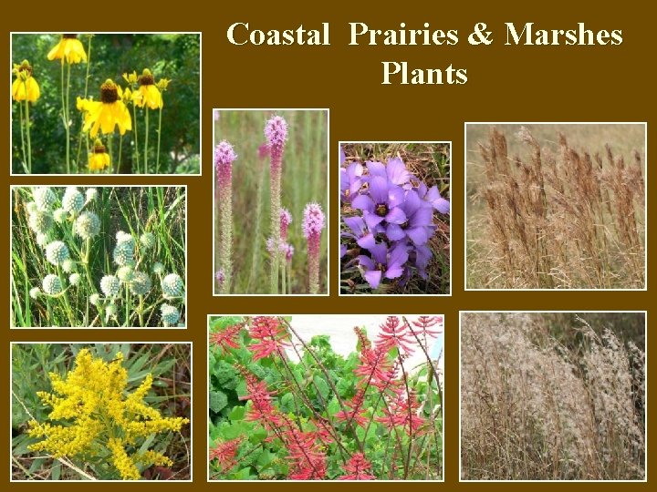 Coastal Prairies & Marshes Plants 