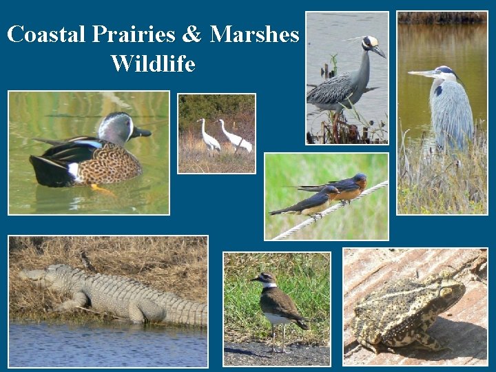 Coastal Prairies & Marshes Wildlife 