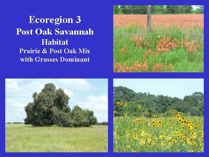 Ecoregion 3 Post Oak Savannah Habitat Prairie & Post Oak Mix with Grasses Dominant