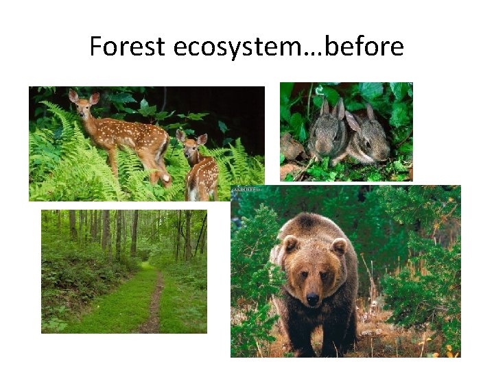 Forest ecosystem…before 