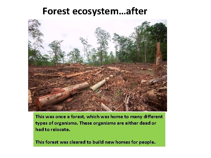 Forest ecosystem…after This was once a forest, which was home to many different types