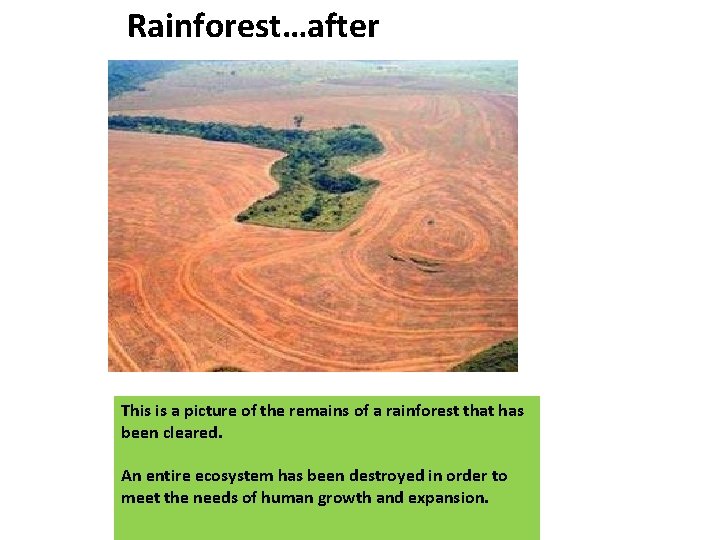 Rainforest…after This is a picture of the remains of a rainforest that has been