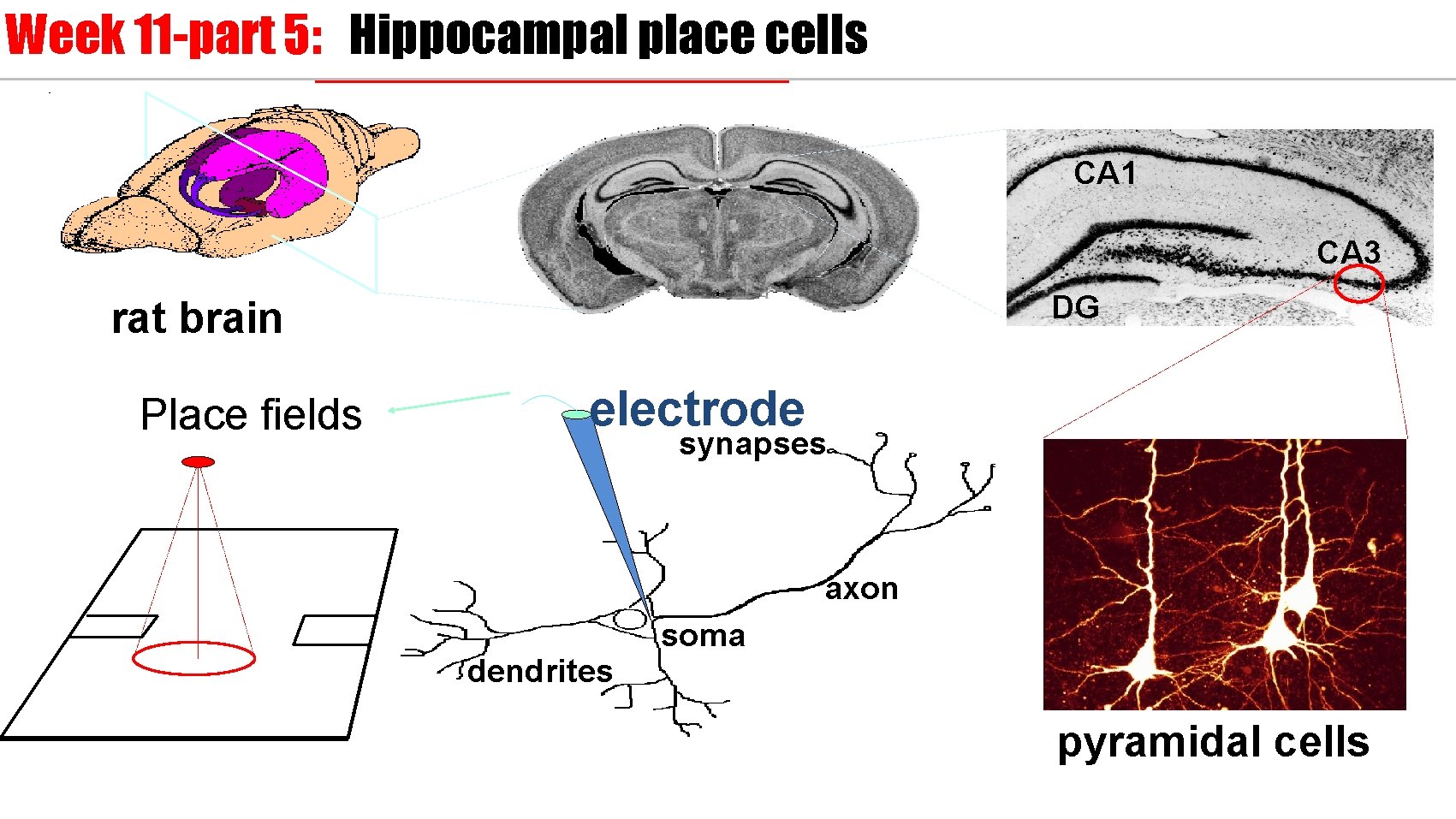 Week 11 -part 5: Hippocampal place cells CA 1 CA 3 DG rat brain