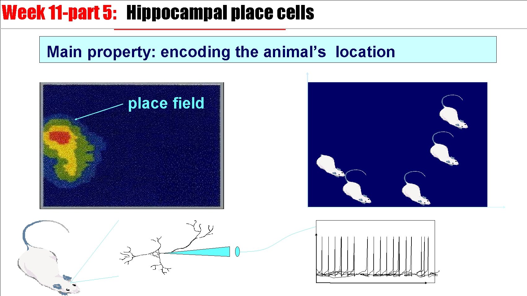 Week 11 -part 5: Hippocampal place cells Main property: encoding the animal’s location place