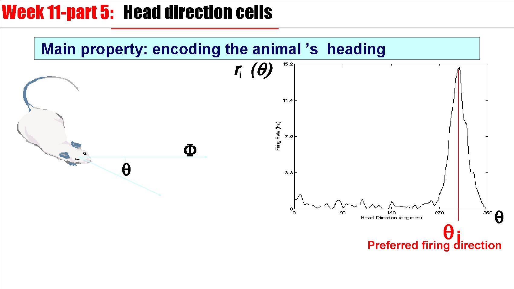 Week 11 -part 5: Head direction cells Main property: encoding the animal ’s heading