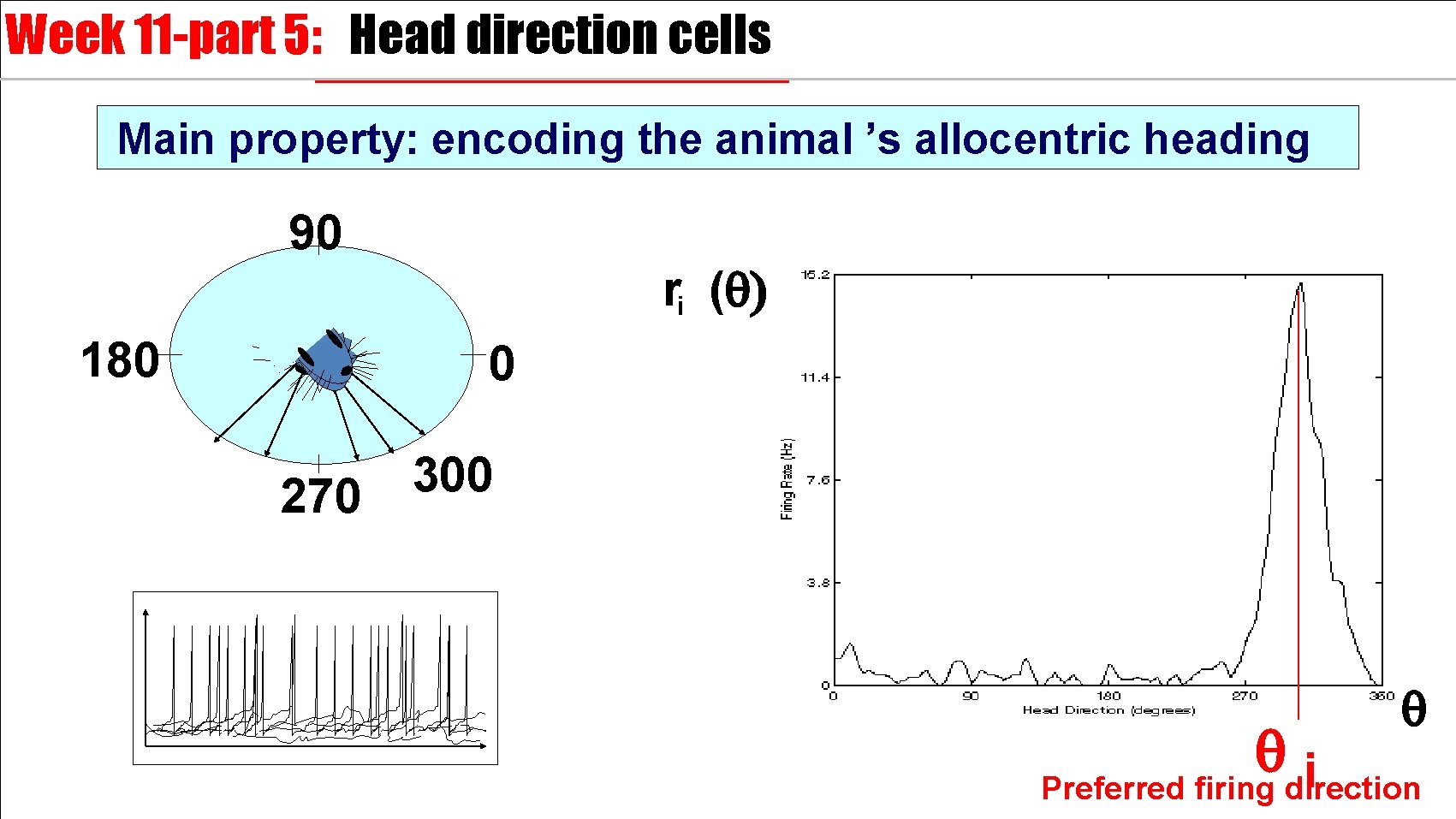 Week 11 -part 5: Head direction cells Main property: encoding the animal ’s allocentric