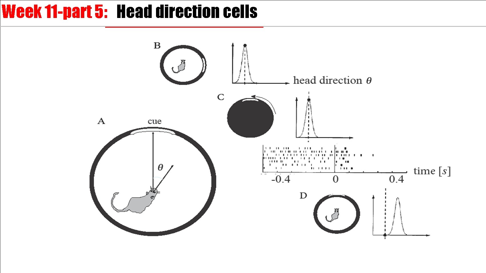 Week 11 -part 5: Head direction cells 