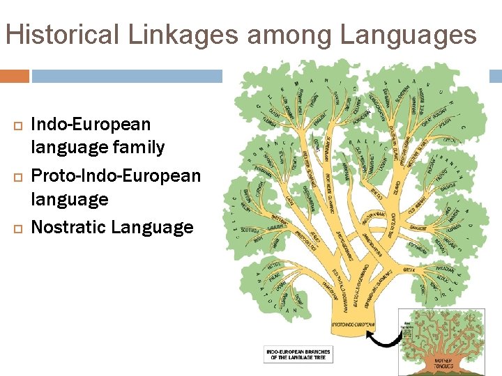 Historical Linkages among Languages Indo-European language family Proto-Indo-European language Nostratic Language 