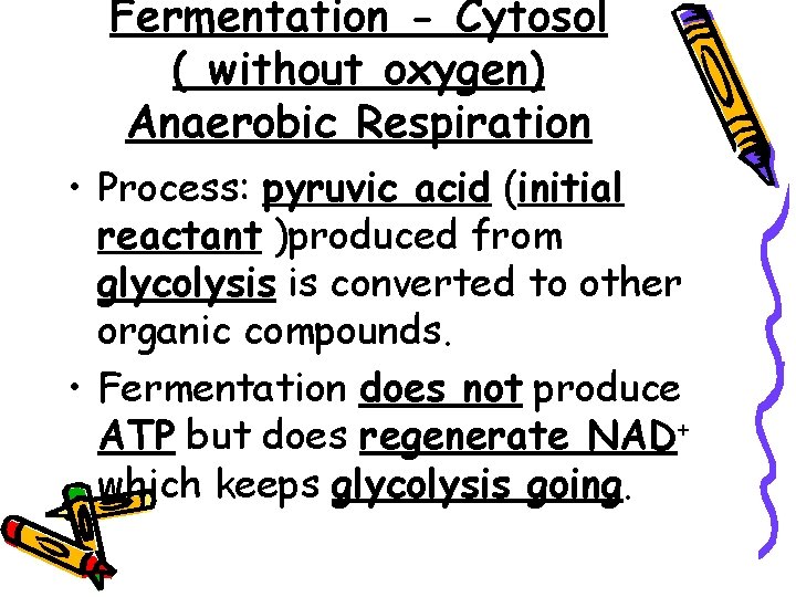 Fermentation - Cytosol ( without oxygen) Anaerobic Respiration • Process: pyruvic acid (initial reactant