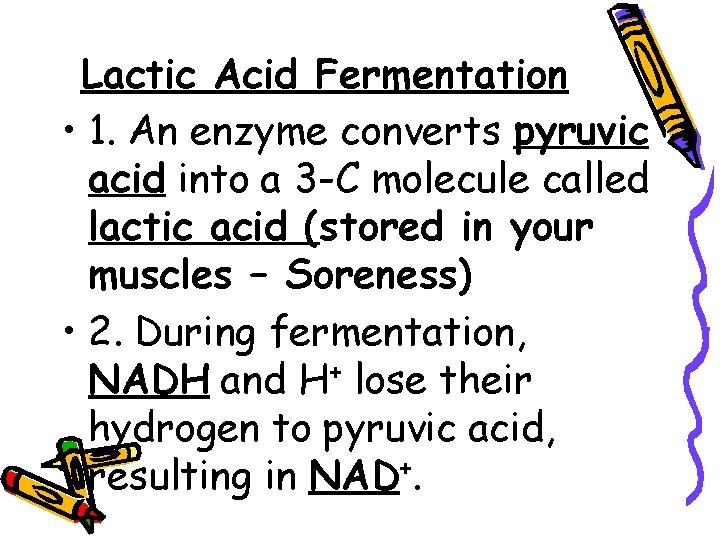 Lactic Acid Fermentation • 1. An enzyme converts pyruvic acid into a 3 -C