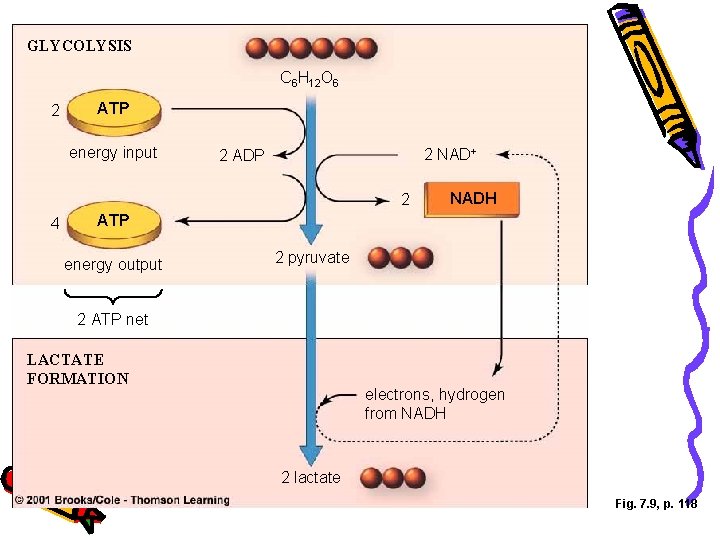 GLYCOLYSIS C 6 H 12 O 6 2 ATP energy input 2 NAD+ 2