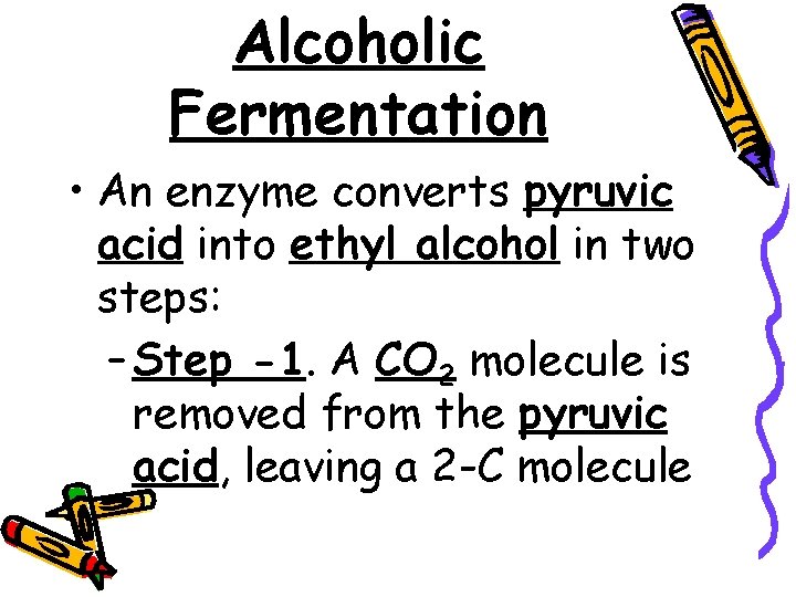 Alcoholic Fermentation • An enzyme converts pyruvic acid into ethyl alcohol in two steps: