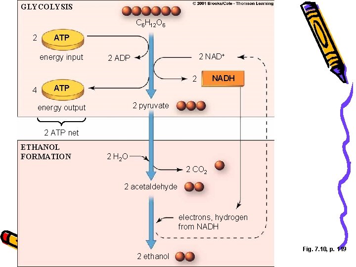 GLYCOLYSIS C 6 H 12 O 6 2 ATP energy input 2 NAD+ 2