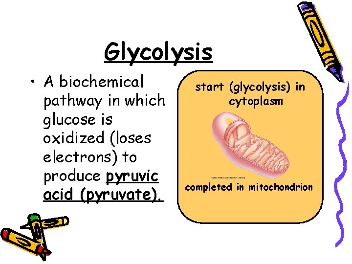 Glycolysis • A biochemical pathway in which glucose is oxidized (loses electrons) to produce