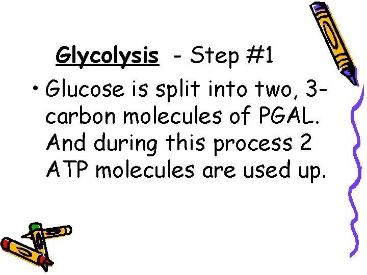 Glycolysis - Step #1 • Glucose is split into two, 3 carbon molecules of