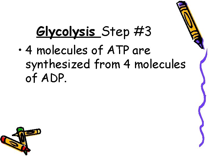 Glycolysis Step #3 • 4 molecules of ATP are synthesized from 4 molecules of