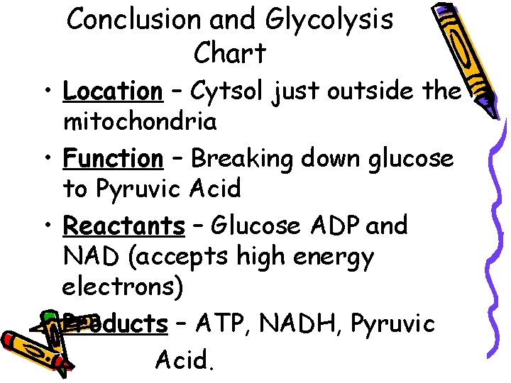 Conclusion and Glycolysis Chart • Location – Cytsol just outside the mitochondria • Function