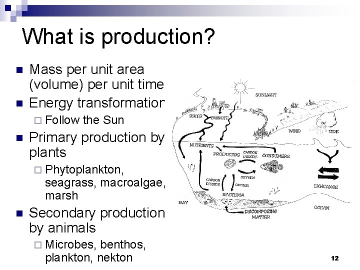 What is production? n n Mass per unit area (volume) per unit time Energy