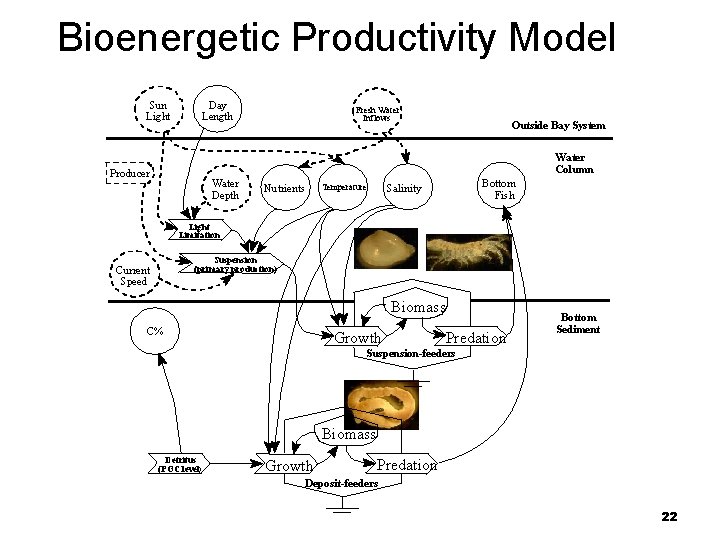 Bioenergetic Productivity Model Sun Light Day Length Fresh Water Inflows Outside Bay System Water