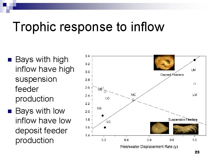 Trophic response to inflow n n Bays with high inflow have high suspension feeder