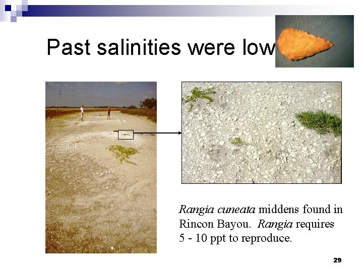 Past salinities were low Rangia cuneata middens found in Rincon Bayou. Rangia requires 5