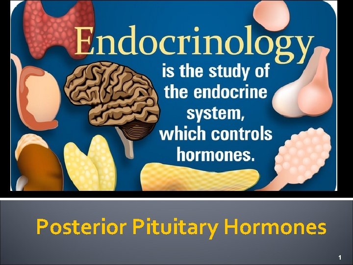 Posterior Pituitary Hormones 1 