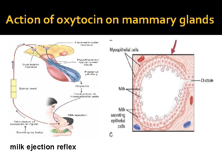 Action of oxytocin on mammary glands milk ejection reflex 