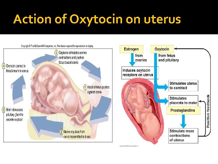 Action of Oxytocin on uterus 