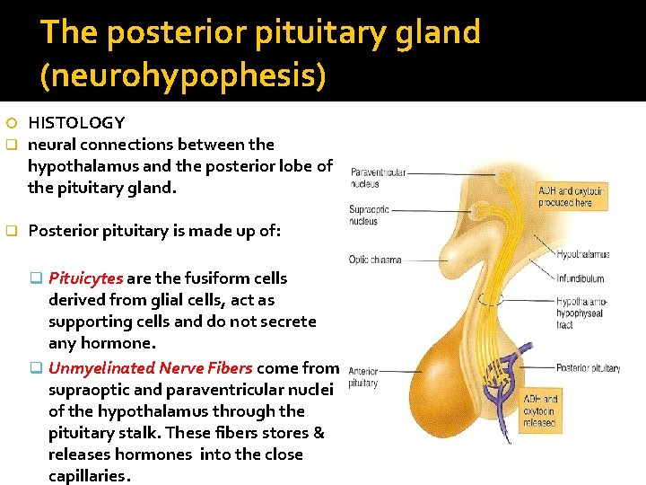The posterior pituitary gland (neurohypophesis) q HISTOLOGY neural connections between the hypothalamus and the