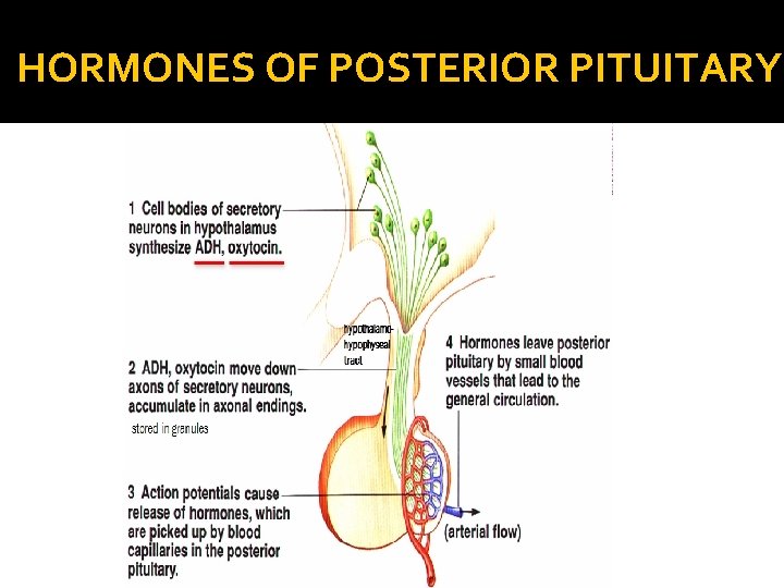 HORMONES OF POSTERIOR PITUITARY 