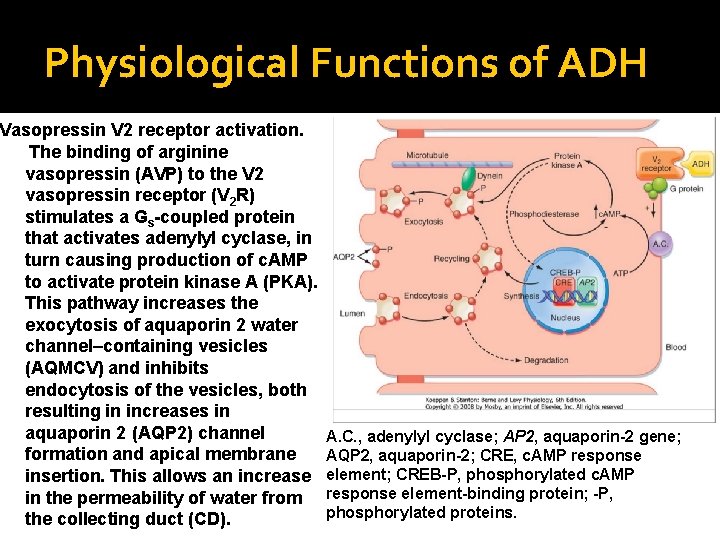Physiological Functions of ADH Vasopressin V 2 receptor activation. The binding of arginine vasopressin