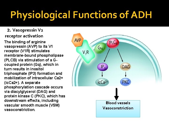 Physiological Functions of ADH 2. Vasopressin V 2 receptor activation The binding of arginine