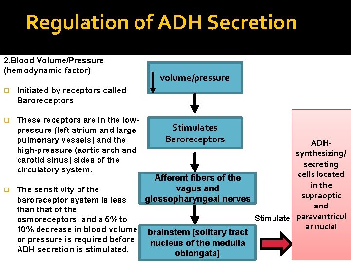 Regulation of ADH Secretion 2. Blood Volume/Pressure (hemodynamic factor) q Initiated by receptors called