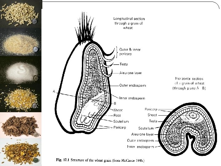 Bahan Pakan Ternak Klasifikasi Bahan Pakan Ternak Energi