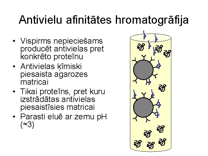 Antivielu afinitātes hromatogrāfija • Vispirms nepieciešams producēt antivielas pret konkrēto proteīnu • Antivielas ķīmiski