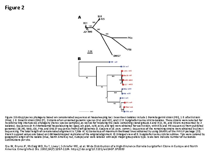 Figure 2.   Species phylogeny based on concatenated sequences at housekeeping loci. Seventeen isolates