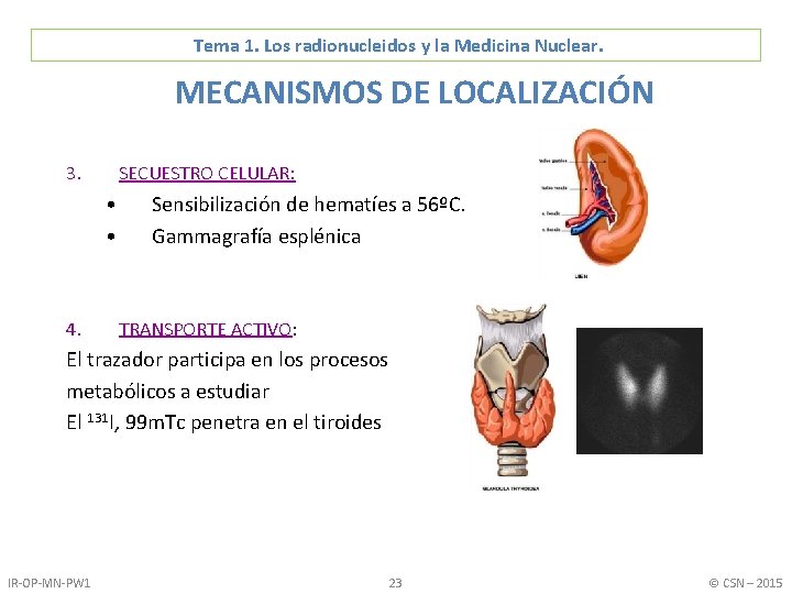 Tema 1. Los radionucleidos y la Medicina Nuclear. MECANISMOS DE LOCALIZACIÓN 3. SECUESTRO CELULAR: