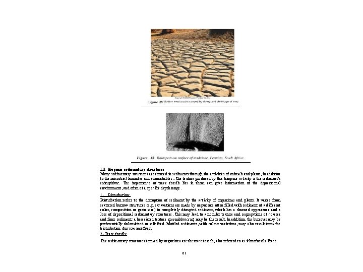 III- Biogenic sedimentary structures Many sedimentary structures are formed in sediments through the activities