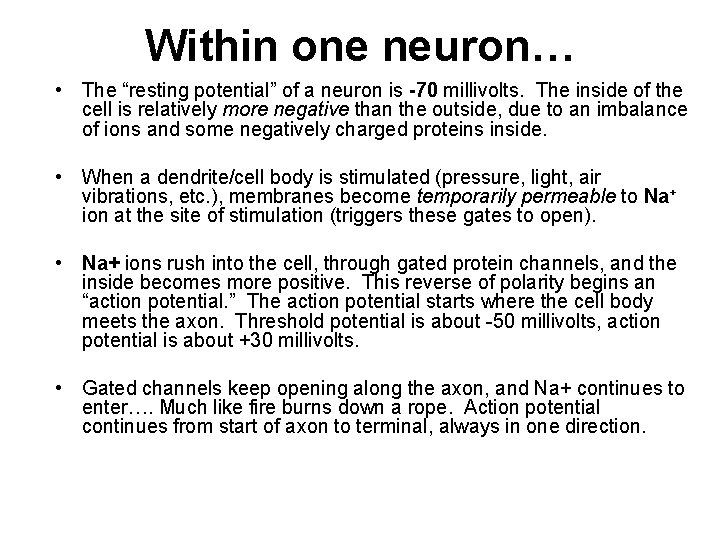 Within one neuron… • The “resting potential” of a neuron is -70 millivolts. The